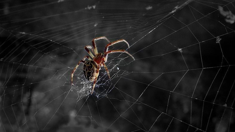 Çin’de Doktora Giden Bir Kişinin Kulağından Örümcek Çıktı