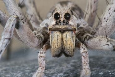 Erkek Örümcekler, Aşk İçin Hayatlarını Tehlikeye Atıyor