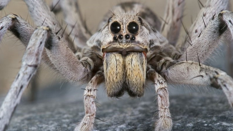 Erkek Örümcekler, Aşk İçin Hayatlarını Tehlikeye Atıyor