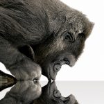 Gorilla Glass'ın Yükselişi ve Telefon Endüstrisine Katkıları