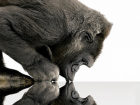 Gorilla Glass'ın Yükselişi ve Telefon Endüstrisine Katkıları