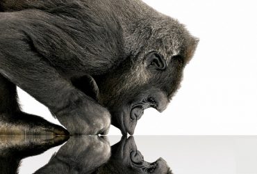 Gorilla Glass'ın Yükselişi ve Telefon Endüstrisine Katkıları