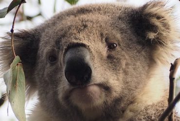 Koalaların Nesli ‘Fonksiyonel Olarak’ Tükendi