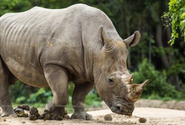 Malezya’daki Son Erkek Sumatra Gergedanı da Öldü