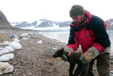 Bir Tilki, Norveç'ten Çıkıp 76 Günde Kanada'ya Ulaştı