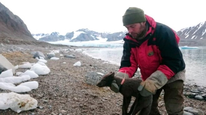 Bir Tilki, Norveç'ten Çıkıp 76 Günde Kanada'ya Ulaştı