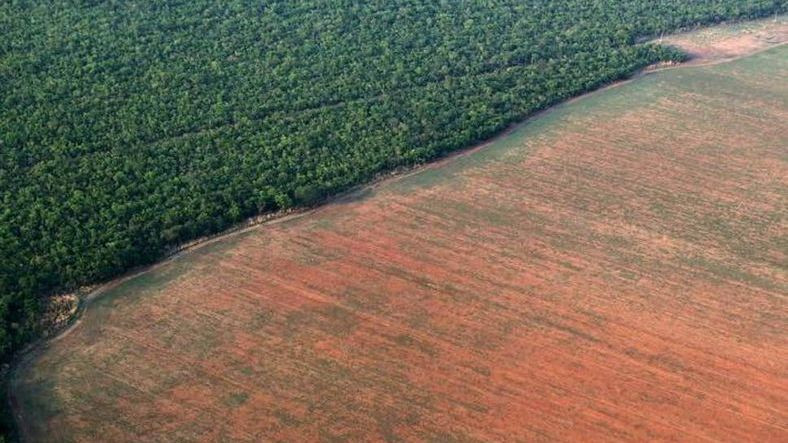 Her Dakika, Bir Futbol Sahası Kadar Amazon Ormanı Yok Oluyor