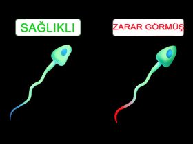 WiFi, Erkeklerin Sperm Sayısını Düşmesine Neden Oluyor