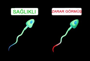 WiFi, Erkeklerin Sperm Sayısını Düşmesine Neden Oluyor