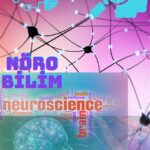 Nörobilim ve Beyin Araştırmalarının Geleceği